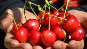 Antalya’da dönemin birinci kirazı kilosu 1000 TL’den satıldı