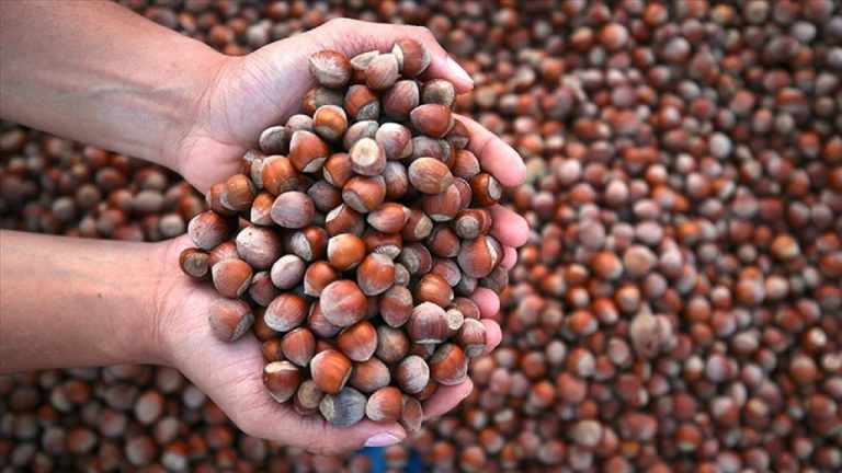 Zirai don fiyatlara yansıdı: Fındık fiyatları rekor kırdı!