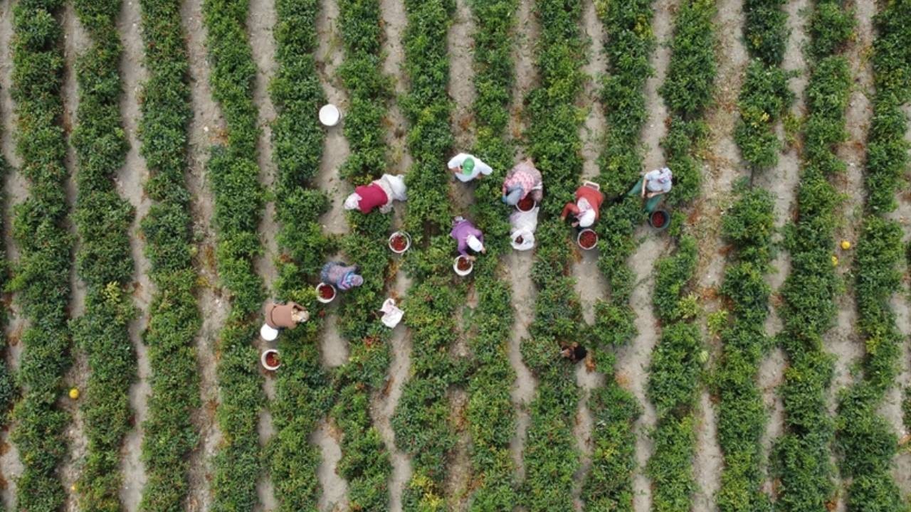 Çiftçilere yaklaşık 3,1 milyar lira takviye ödemesi bugün yapılacak