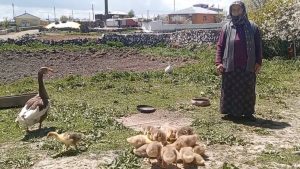 Çocuk üzere büyütüyor, altın üzere satıyor! Artık ziynet eşyası kadar kıymetli