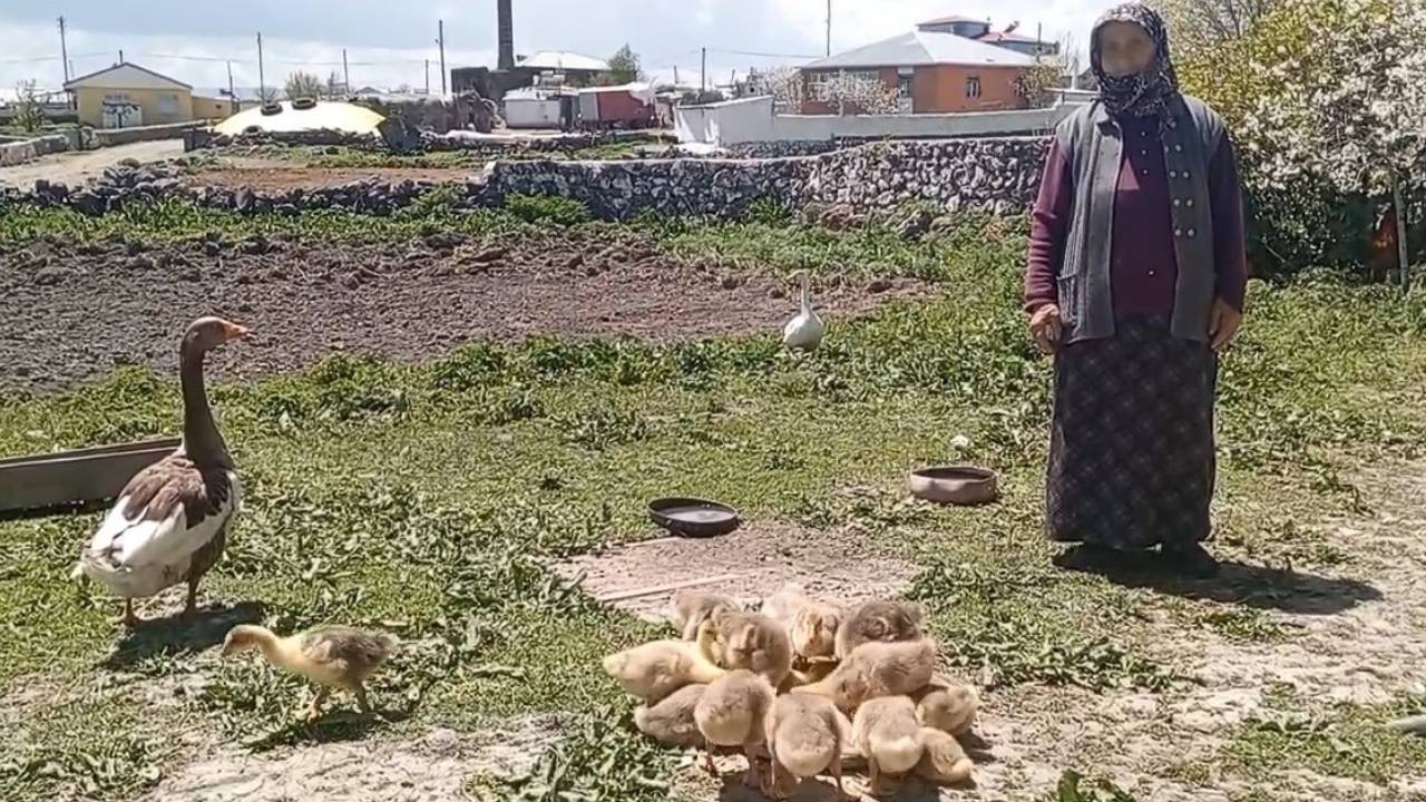 Çocuk üzere büyütüyor, altın üzere satıyor! Artık ziynet eşyası kadar kıymetli