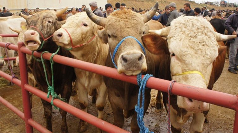 Deri ithalatı 2,5 milyar doları buluyor! TESK Başkanı Palandöken’den çağrı: ‘Kurban derileri iktisada kazandırılsın’