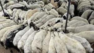 Karnı şiş kurbanlıklara dikkat: Tuz ve sumakla şişiriyorlar! 6-7 kg fark ediyor