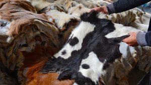Kurban derileri ziyan oluyor: Kayıplar yüzde 50 düzeyinde