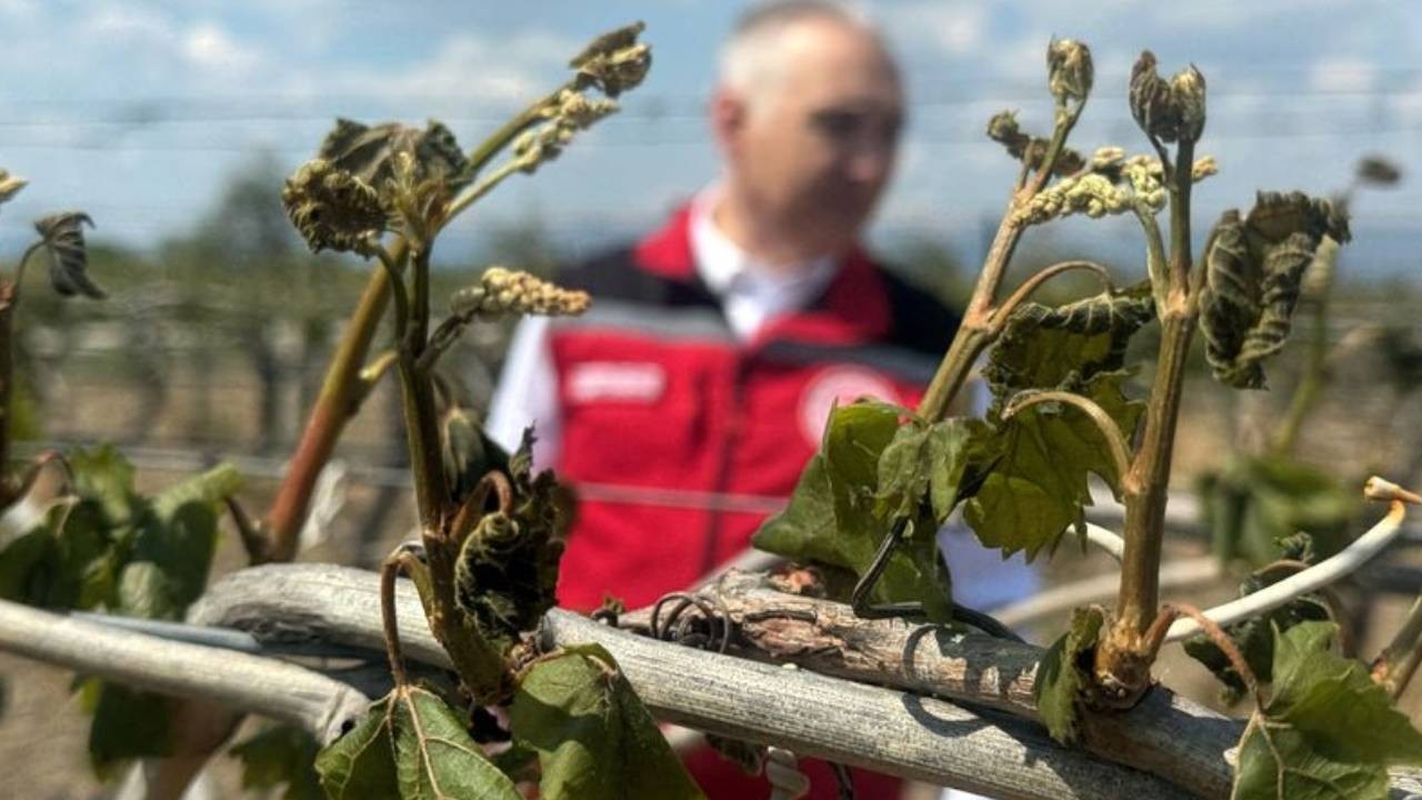 Zirai don dayanak ödemelerinde ayrıntılar muhakkak oldu